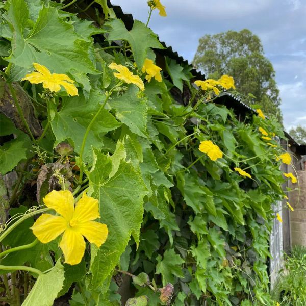 Esponjas vegetales de luffa